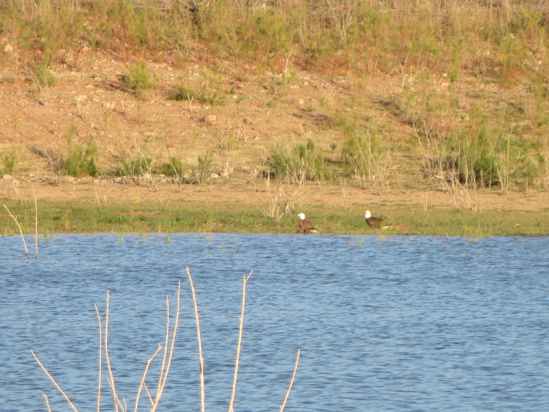 Roosevelt Lake pair of bald eagles