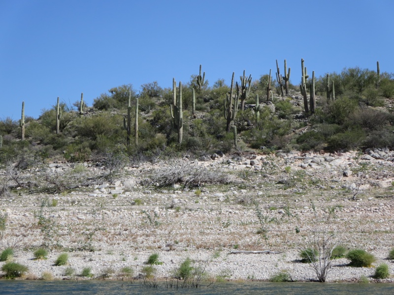Roosevelt Lake