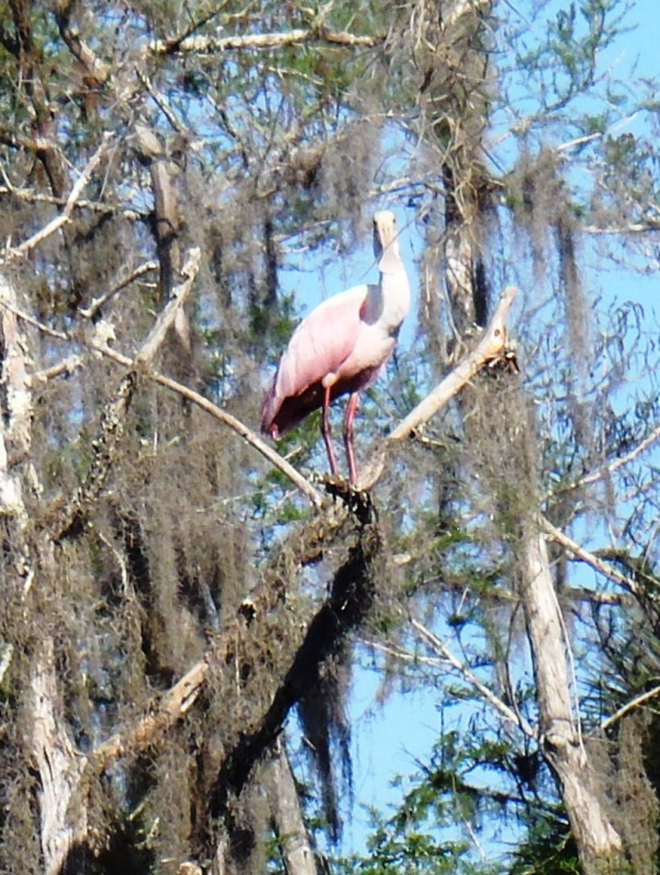 Roseate Spoonbill