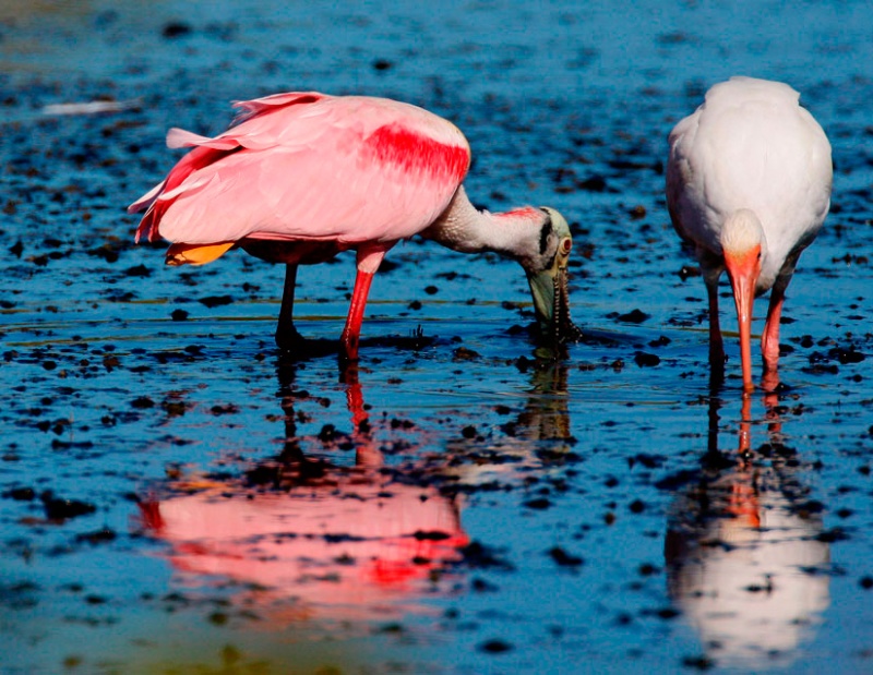 Roseated Spoonbill and White Ibis Partners