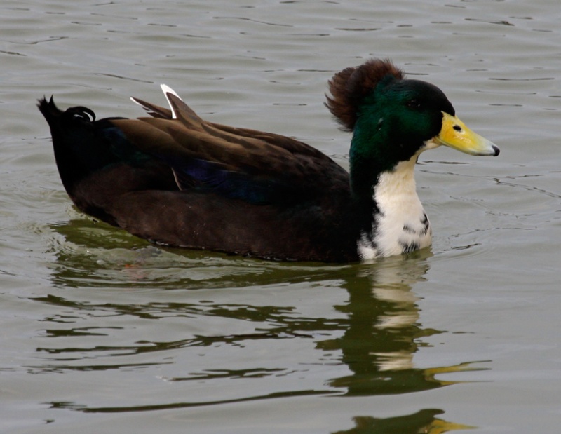 Rubber Ducky substitute