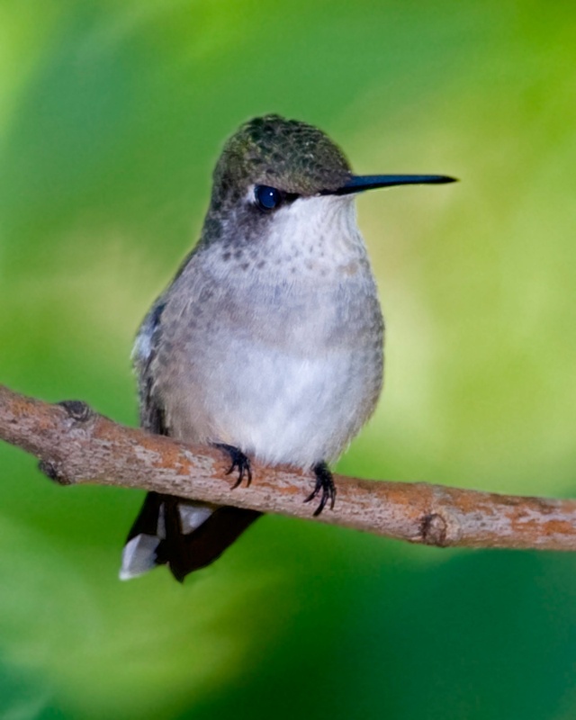 Ruby Throated Hummer - Note the tiny feet