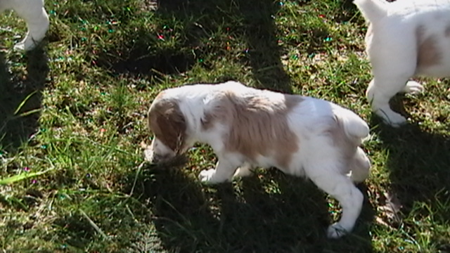 Sadie 5 weeks old and playing with quail wings
