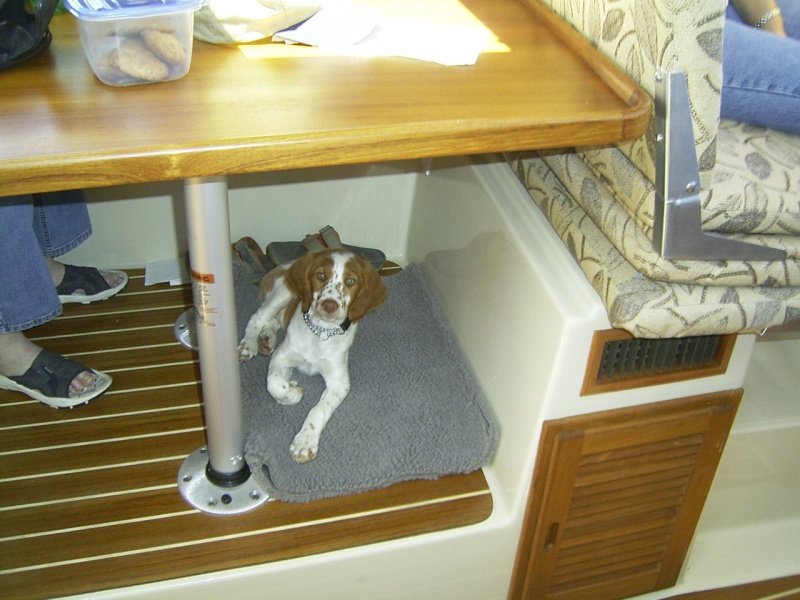 Sadie likes it under the table