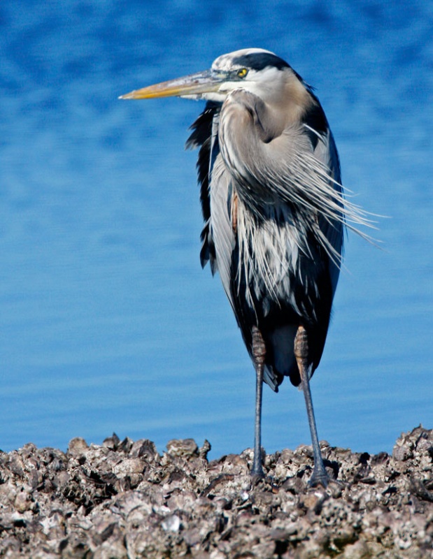 Sage Great Blue Heron