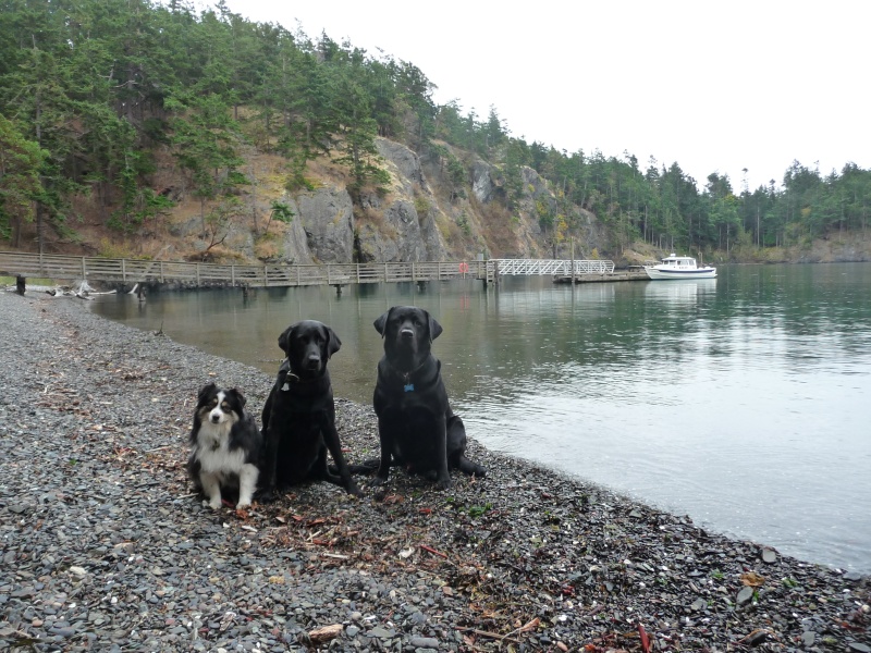 Salty's crew--- Tess, Annie and Charlie
We refer to them as "the Livestock"!