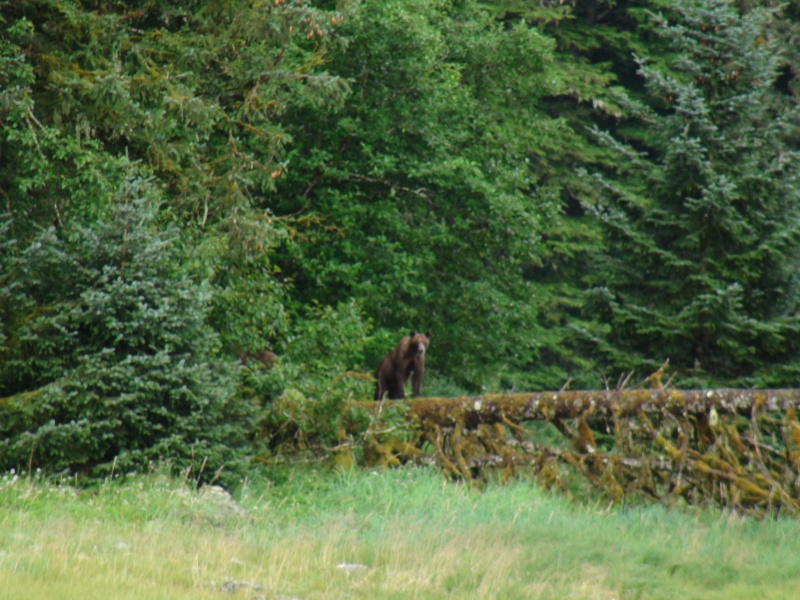 same bear a while later