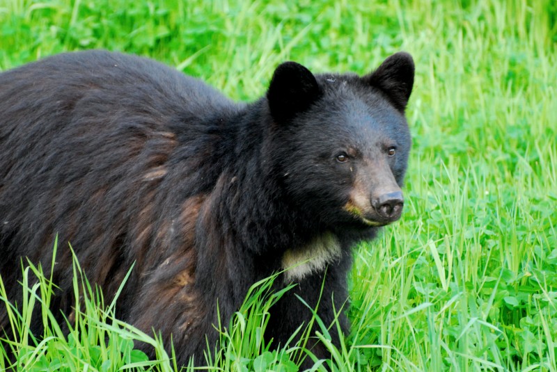 Same bear