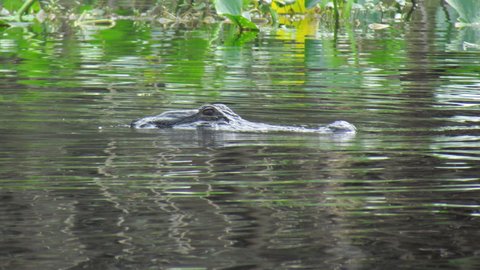 Same gator