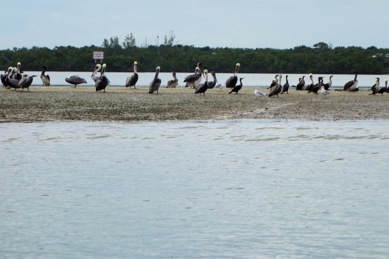 Sandbar birds on ATL ICW adventure