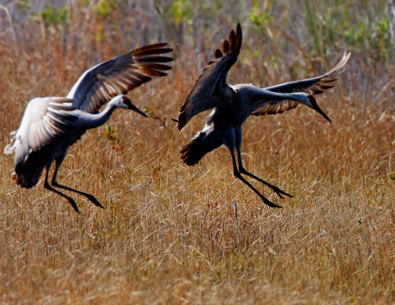 Sandhill Pair Landing