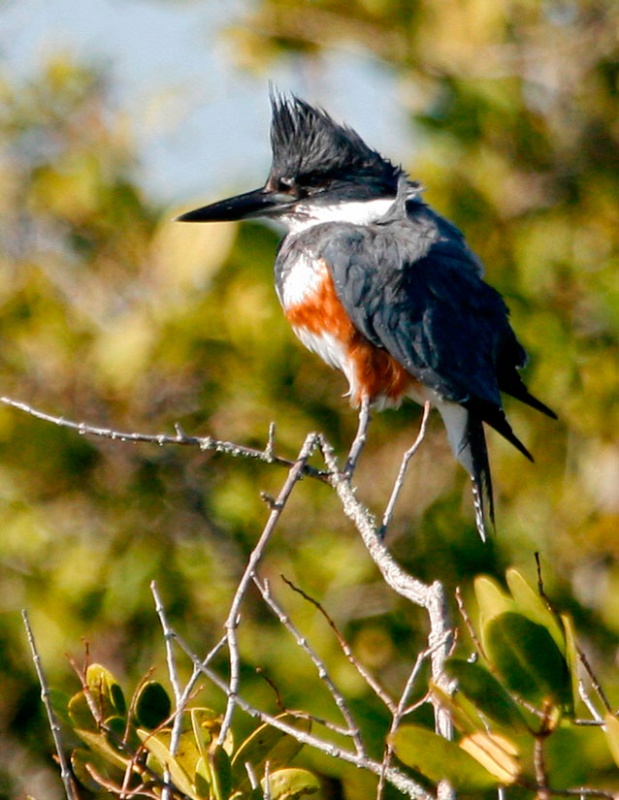 Sassy Kingfisher