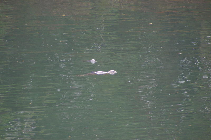Saw some otters when we took a walk down the island.
