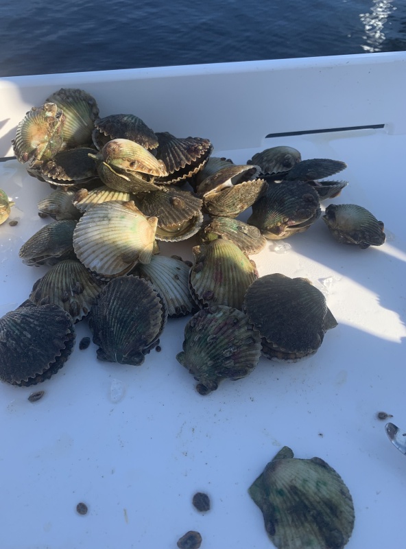 Scallops2 2025
