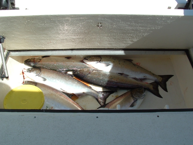 Scooter in-deck fish hold with macerator (50" by 29" by 12")