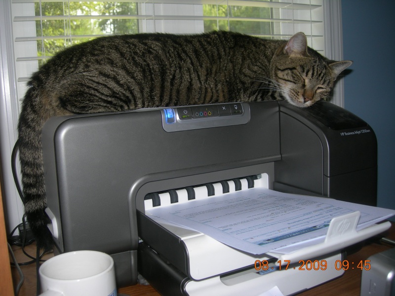 Scooter, the office printer cat | The C-Brats