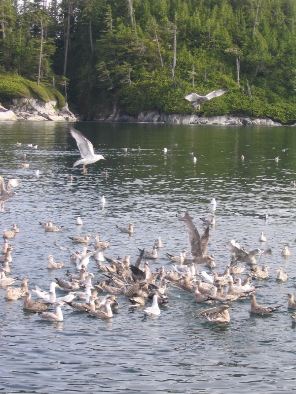 Screen Is, Broughton Archipelago Herring Ball.