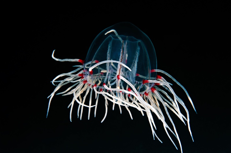 Scrippsia pacifica
