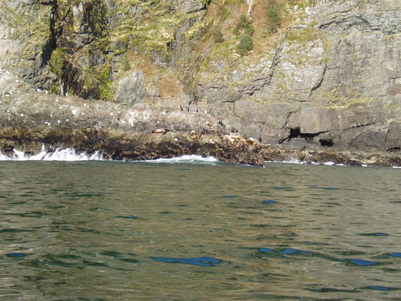 Sea Lion haul out in Resurrection Bay 04'