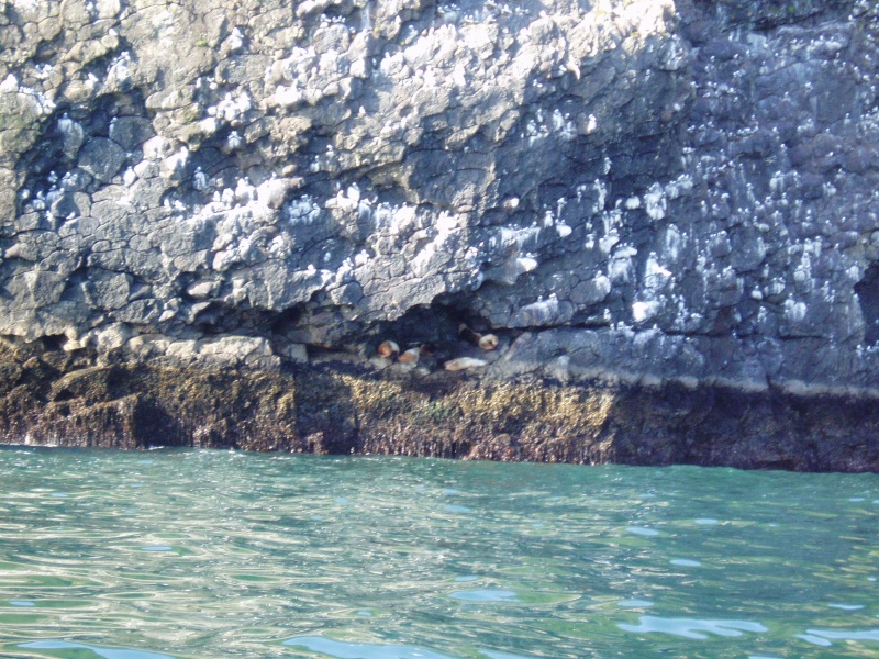 Sea Lion nook Cape Resurrection 04'