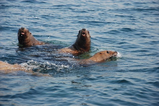 Sea Lions looking for handout