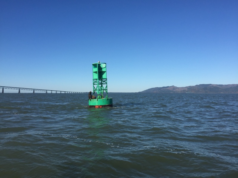 Sea Lions on Buoy near Astoria