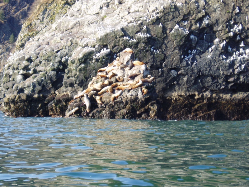 Sea Lions perched atop penicle 04'