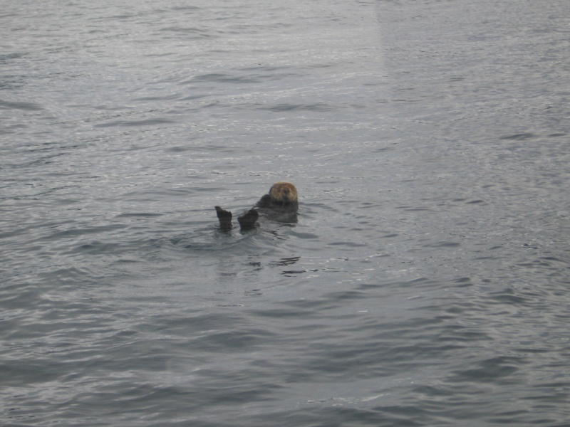 sea otter