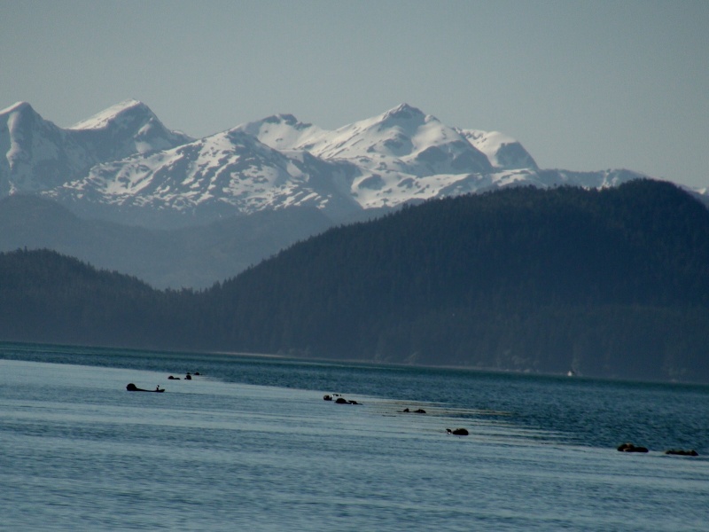 Sea otters, Dundas Bay