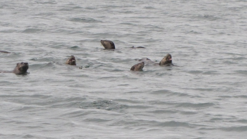 Sea otters feeding in Watmough Bay