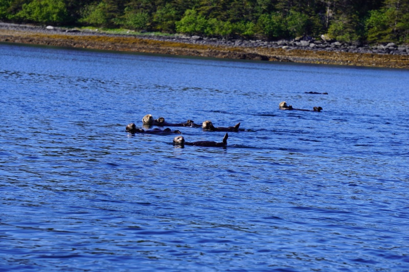 Sea ottets