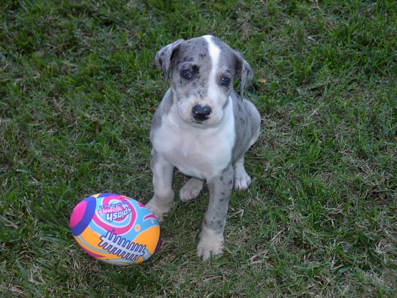(Sea Wolf) Misty at 7 weeks.