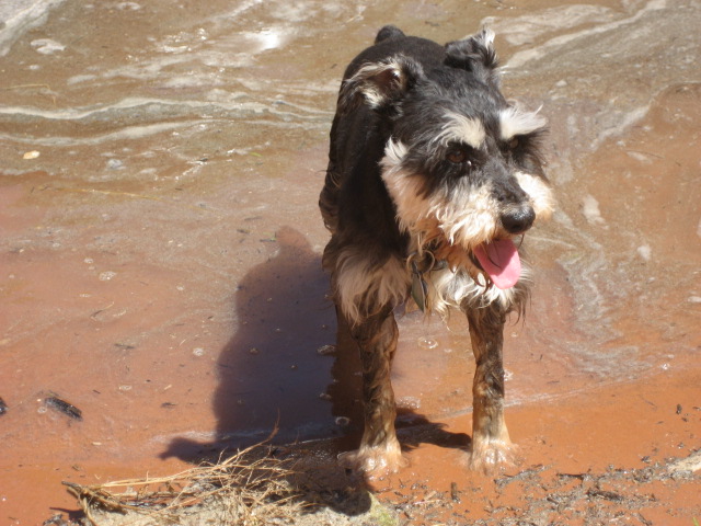 (SEA3PO) Whats more fun than a wet dog