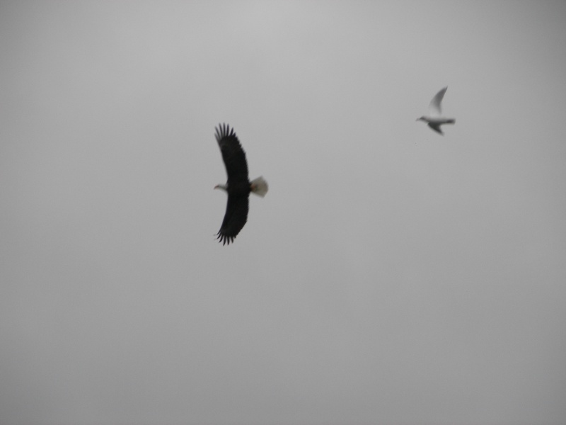 Seagull Harassing Eagle