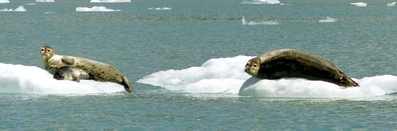 Seal family on icebergs in Tracy Arm