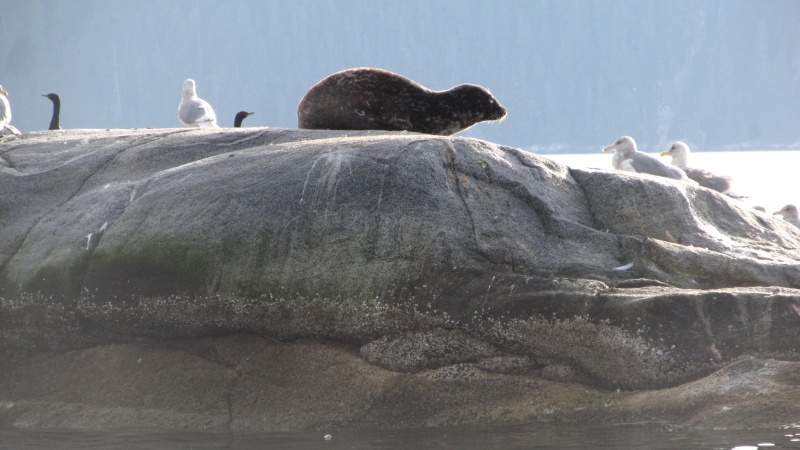 Seal haul-out in Douglas Channel