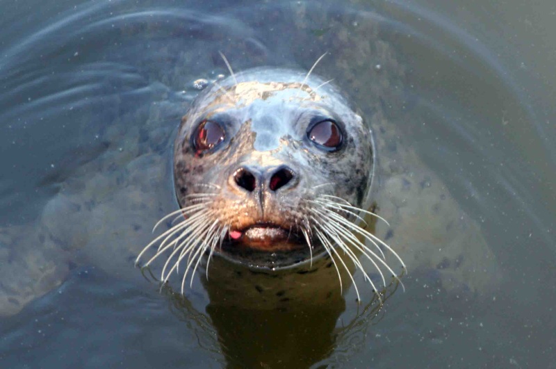 Seal