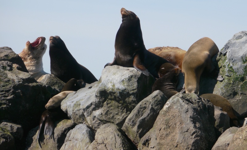 SeaLions at Steveston Jetty