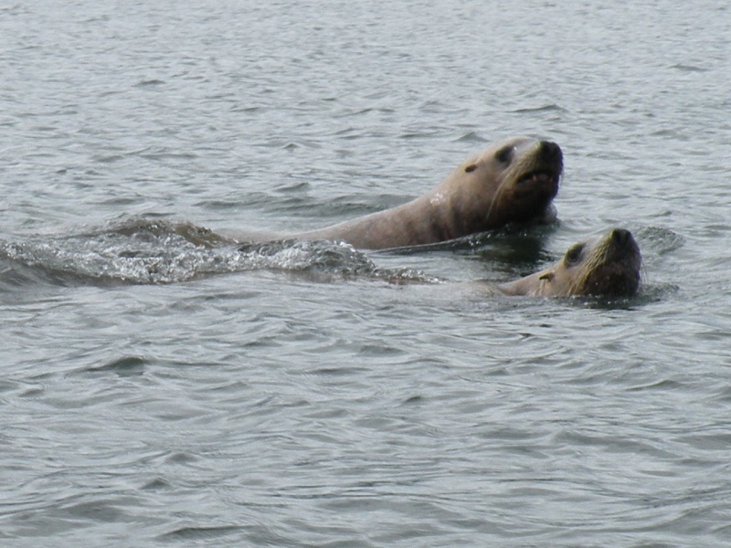 Seals check out the boat in North Pass