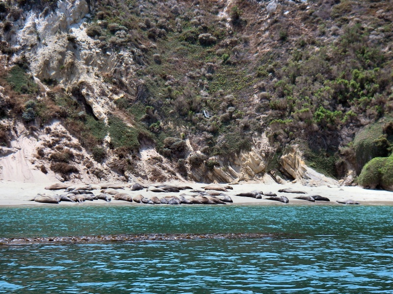 Seals In Cuyler harbour