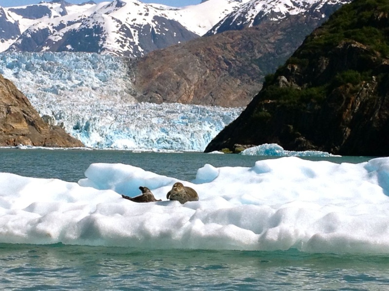 . Seals on iceberg in front of the South Sawyer Glacier in Tracy Arm.