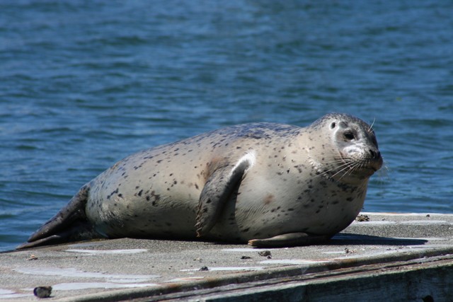 seals on the pier at Semiahmoo