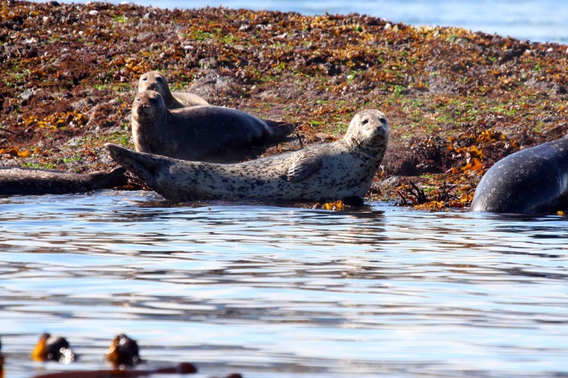 Seals Telegraph Cove
