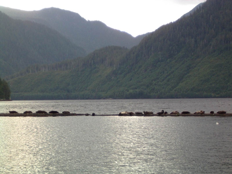 seals