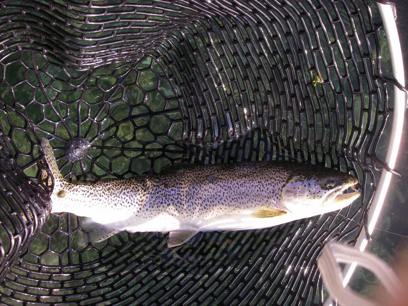 Searun Cutt, Hale Pass, South Sound