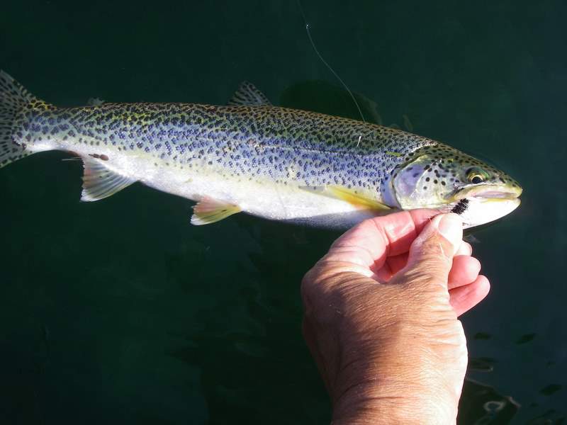 Searun cutthroat