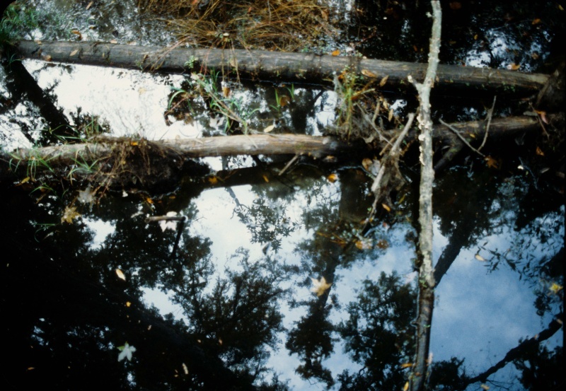Seashore State Park trail walk pool reflections