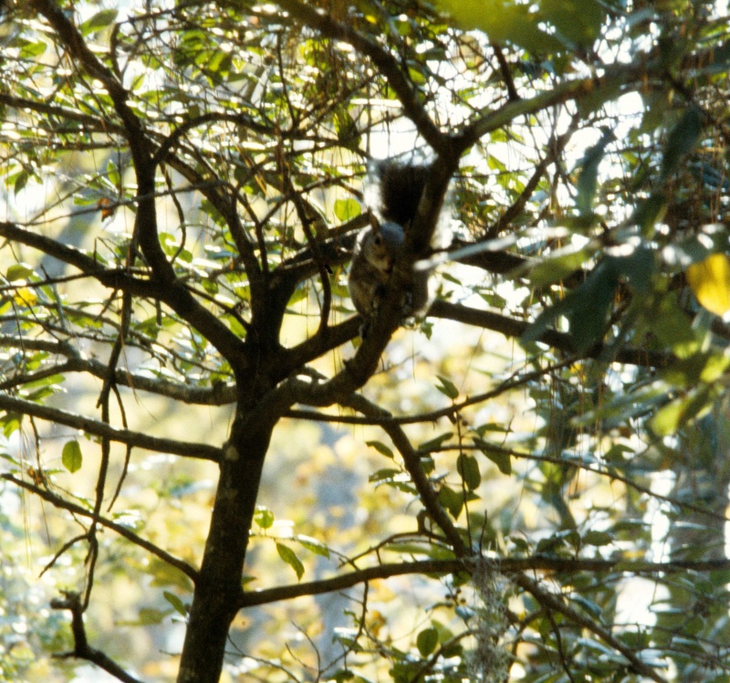 Seashore State Park trail walk resident2