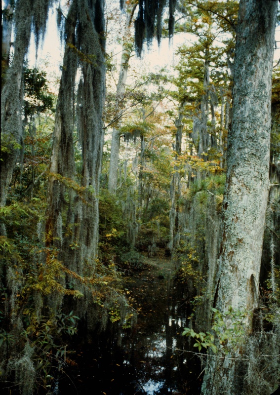 Seashore State Park trail walk