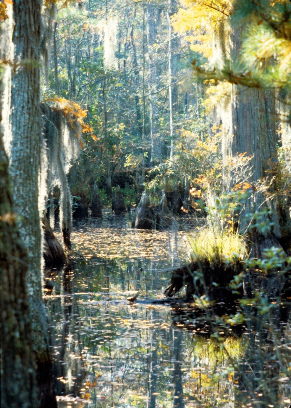 Seashore State Park trail walk10